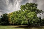 Gilwell Oak w Epping został nazwany drzewem roku w Wielkiej Brytanii