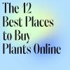 Jak kupować rośliny doniczkowe: wszystko, co należy wiedzieć i najlepsze rośliny do kupienia