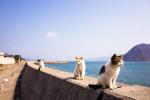 Wyspa Cat w Japonii