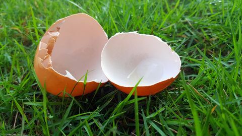 hacki ogrodowe skorupki jaja