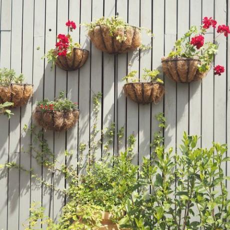 Wystawa roślin i kwiatów na ścianie (pionowe rośliny ścienne lub ogród).