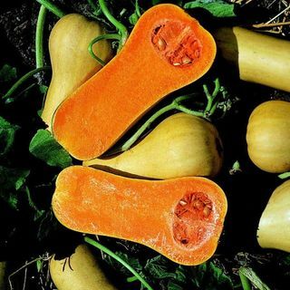 Kabaczek 'Butternut'