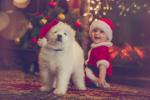 Jarmark bożonarodzeniowy dla psów zbliża się do Londynu