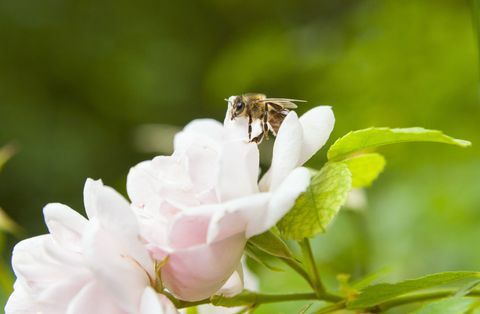 Zamyka up pszczoły lądowanie na menchii róży