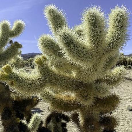 zbliżenie kaktusa cholla, to zdjęcie zostało zrobione w parku narodowym drzewa joshua, pochodzą z północy Meksyk i południowo-zachodnie stany zjednoczone znane są z kolczastych kolców, które łatwo przyczepiają się do skóry, futra i odzież