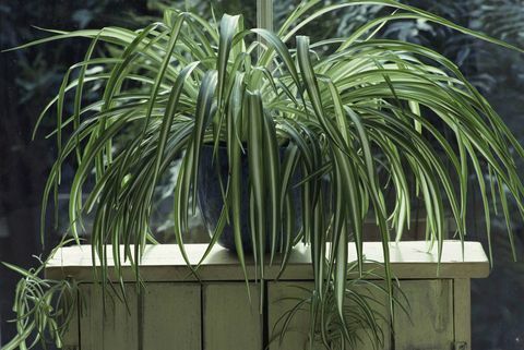 Pająk roślina (Chlorophytum) w błękitnym oszklonym garnku na drewno stojaku przy okno