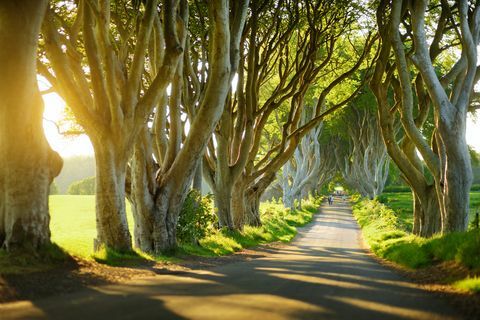 ciemne żywopłoty, północna irlandia