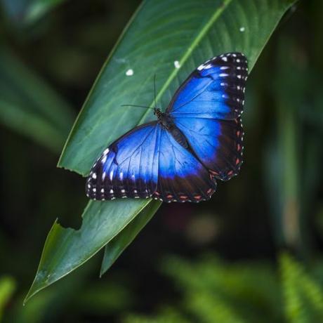 morpho motyl morpho helenor ssp narcyz