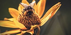 Makro Pszczoła Miodna Na żółty Kwiat