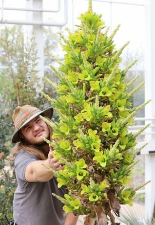 ogrodnik callum munro faure podziwia puya chilensis, który zakwitł po raz drugi w swojej historii w rhs garden wisley, surrey this rano pierwszy raz zakwitła w szklarni w Wisley 8 lat temu szklarnia zostanie ponownie otwarta dla publiczności w poniedziałek 17 maja po nowym rządzie wytyczne